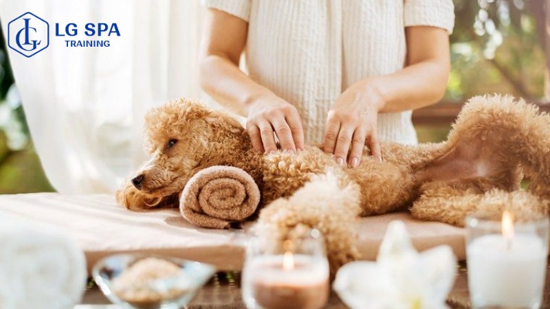 Không có bằng cấp 3 thì làm nghề gì lương cao? Nghề chăm sóc thú cưng