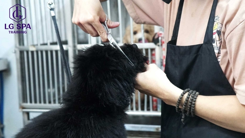 nghề chăm sóc thú cưng