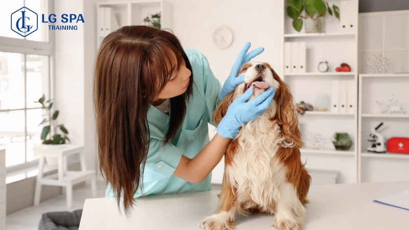 16 tuổi học nghề chăm sóc thú cưng