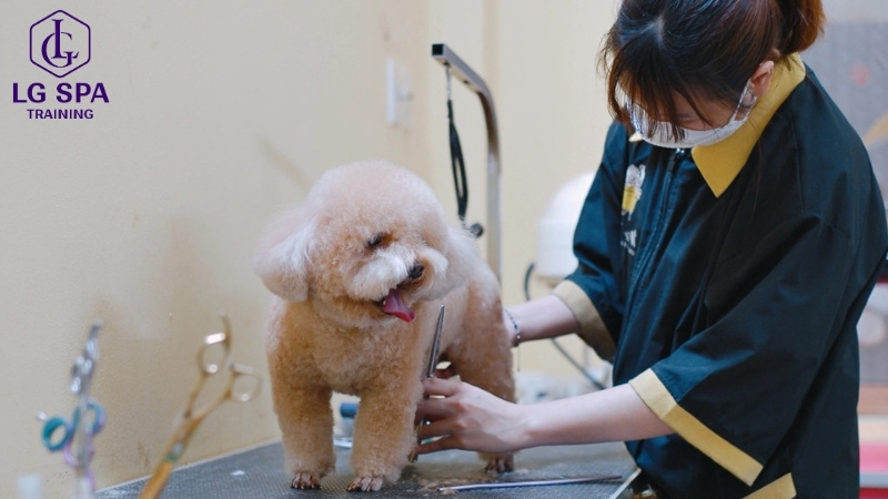 chuyển nghề chăm sóc thú cưng tuổi 33