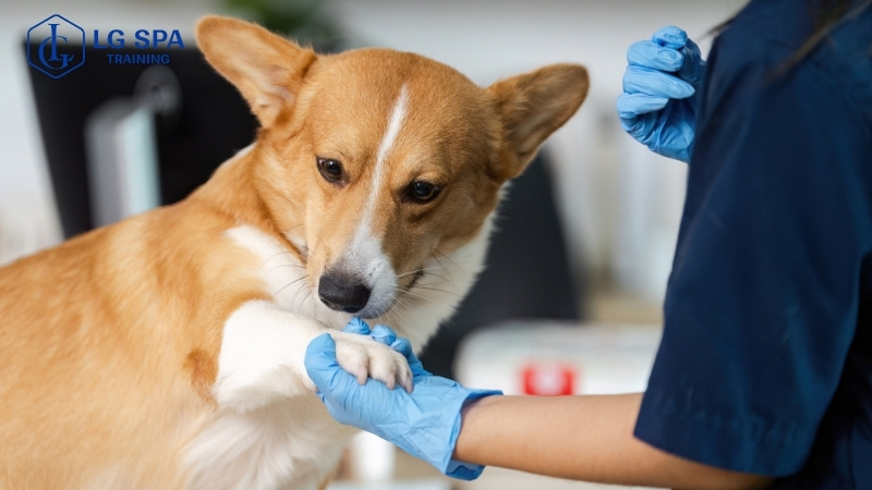 dễ kiếm tiền với nghề chăm sóc thú cưng