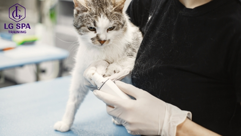 ngành chăm sóc thú cưng ở tuổi 26