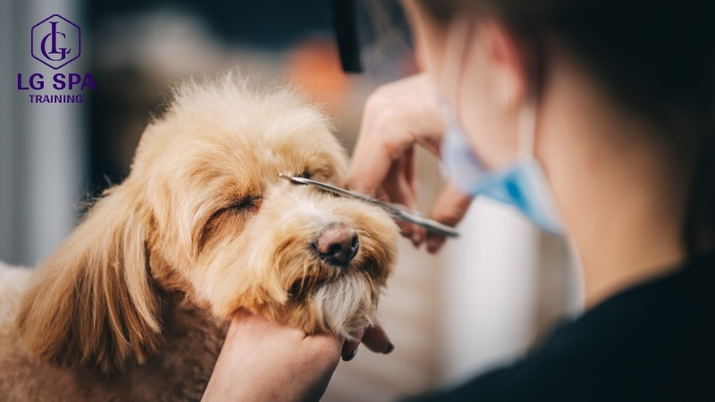 nghề chăm sóc thú cưng lương hấp dẫn